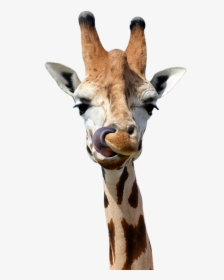 Transparent Safari Animals Png - Giraffe Bbc, Png Download, Transparent PNG