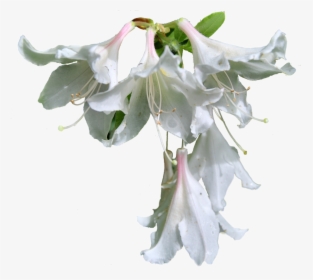 Flowers Png Format - Hoa Ly Trắng Png, Transparent Png, Transparent PNG