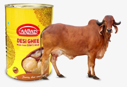 Jquery Carousel - Gir Cow Images Hd, HD Png Download, Transparent PNG