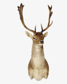 3370m Fallow Deer Shoulder Mount - Elk, HD Png Download, Transparent PNG