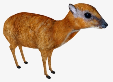Greater Mouse-deer - Greater Mouse Deer Png, Transparent Png, Transparent PNG