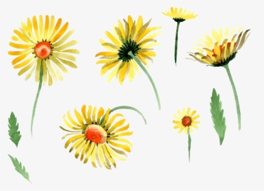 Chamomile Watercolor, HD Png Download, Transparent PNG