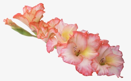 Gladiolus Flower Transparent Background, HD Png Download, Transparent PNG