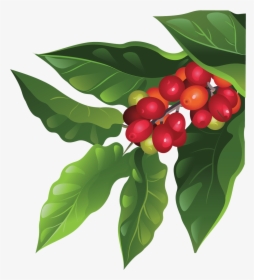 Tree Producing Ripe Cherries - Coffee Plant Png, Transparent Png, Transparent PNG