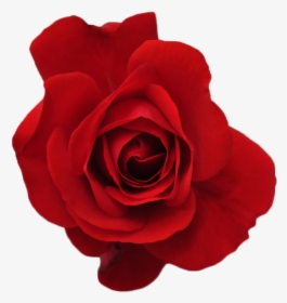 Clip Art Fresh Rose Red, HD Png Download, Transparent PNG