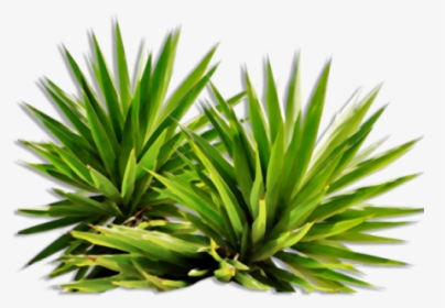 Shrub, Bushes Png Transparent Images - Plants Png, Png Download, Transparent PNG