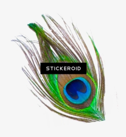 Transparent Peacock Wedding Clipart - Single Peacock Feather Png, Png Download, Transparent PNG