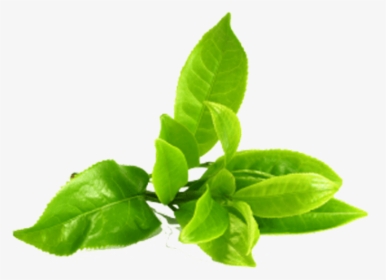 Green Tea Leaves Png, Transparent Png, Transparent PNG