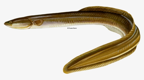 Illustration Of An American Eel - American Eel Png, Transparent Png, Transparent PNG