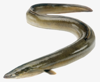 Transparent Eel Full Grown Jpg Free Stock - Freshwater Eel South Africa, HD Png Download, Transparent PNG