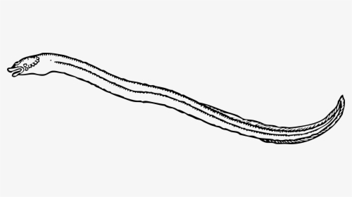 Eel Pictures To Color, HD Png Download, Transparent PNG