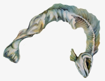 Transparent Dead Animal Png - Electric Eel, Png Download, Transparent PNG