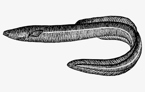 Eel Fish Black And White, HD Png Download, Transparent PNG