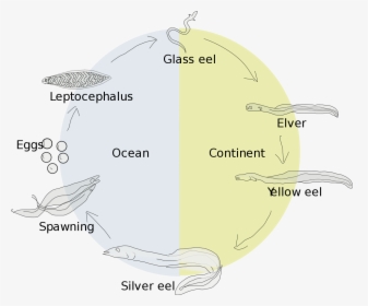Life Cycle Of A Gulper Eel, HD Png Download, Transparent PNG