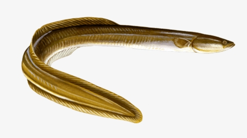 Fresh Water Eel , Png Download - Eel Seafood, Transparent Png, Transparent PNG