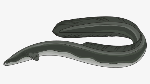 American Eel Clip Art, HD Png Download, Transparent PNG