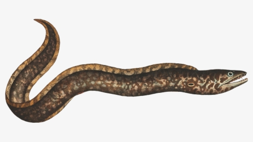 Eel Freetoedit - Boa Constrictor, HD Png Download, Transparent PNG