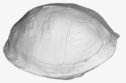 Turtle Shell 3d Scan - Tortoise, HD Png Download, Transparent PNG