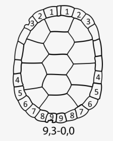 Easy Turtle Shell To Draw, HD Png Download, Transparent PNG