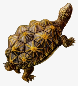 Transparent Tortoise Png - Tortoise Turtle Shell Geometry, Png Download, Transparent PNG