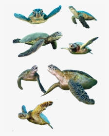Turtle Isolated Water Turtle Free Photo - Baby Sea Turtles Transparent Background, HD Png Download, Transparent PNG