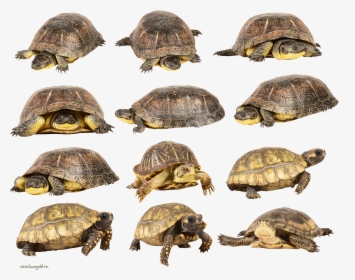 Turtle Png - Turtle, Transparent Png, Transparent PNG