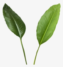Green Leaves Transparent - Banana Leaves High Resolution, HD Png Download, Transparent PNG