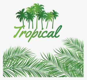 Leaves Decoration With Tropical Coconut Background, - Linux Networking, HD Png Download, Transparent PNG