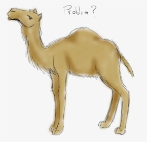 Drawing Camels Sketch - Australian Feral Camel Drawings, HD Png Download, Transparent PNG
