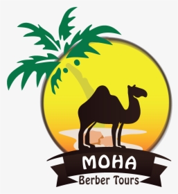 Moha Berber Tours - Arabian Camel, HD Png Download, Transparent PNG
