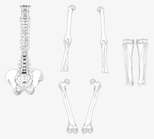 Skeleton Arm Bones Png, Transparent Png, Transparent PNG