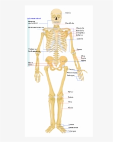 Human Skeleton Png - Human Skeleton, Transparent Png, Transparent PNG