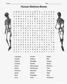 Human Skeleton Wordsearch - Xbox Word Search, HD Png Download, Transparent PNG