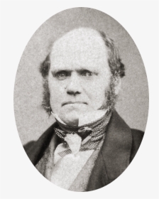 Charles Darwin By Maull And Polyblank, 1855-crop - Charles Robert Darwin, HD Png Download, Transparent PNG