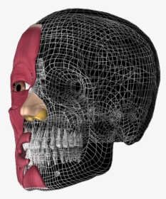 Skull 3d, Anatomy, Anatomy 3d - 3d Head Anatomy Illustrations, HD Png Download, Transparent PNG