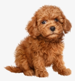 Chiens Dog Puppies Wallpapers - Show Type Cocker Spaniel, HD Png Download, Transparent PNG