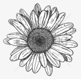 African-daisy - Flower Doodle Transparent Background, HD Png Download, Transparent PNG