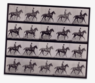 A Horse Moving Captured In Many Frames On This Contact - Daisy With Rider, HD Png Download, Transparent PNG