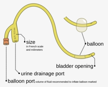 Parts Of Foley's Catheter, HD Png Download, Transparent PNG