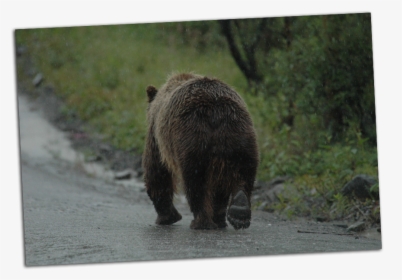 Grizzly Walking Away - Grizzly Bear, HD Png Download, Transparent PNG
