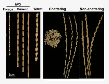 Intermediate Wheatgrass Heads - Intermediate Wheatgrass Vs Wheat, HD Png Download, Transparent PNG