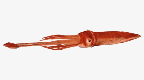 Giant Squid Png - Colossal Squid Png, Transparent Png, Transparent PNG