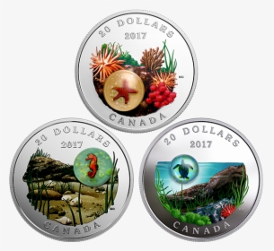 Royal Canadian Mint Turtle, HD Png Download, Transparent PNG