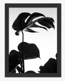 Minimal Plant Black And White, HD Png Download, Transparent PNG