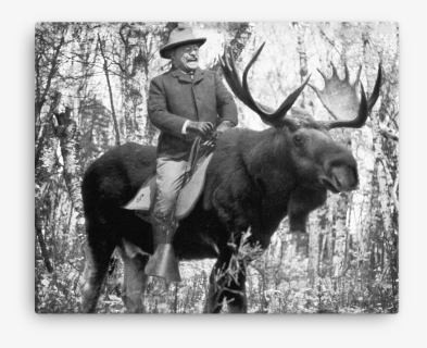 Teddy Roosevelt Riding A Bullmoose Canvas - Teddy Roosevelt Riding A Bull Moose, HD Png Download, Transparent PNG