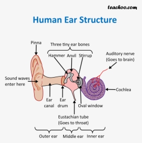 Human Ear Structure - Structure Of Ear, HD Png Download, Transparent PNG