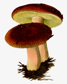 Fungi Clipart, HD Png Download, Transparent PNG