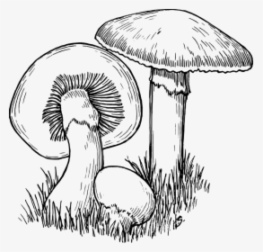 Fungi Black And White, HD Png Download, Transparent PNG