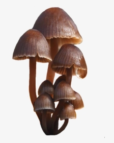 #mushroom #mushrooms #fungi #brown - Oyster Mushroom, HD Png Download, Transparent PNG