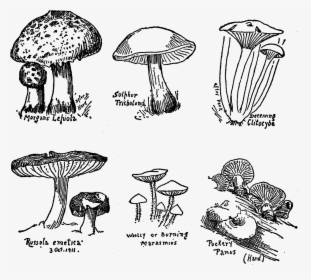 Mushroom Fungi Botanical Art Drawings Illustration - Edible Mushroom, HD Png Download, Transparent PNG